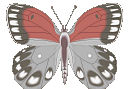 Butterflies graphics