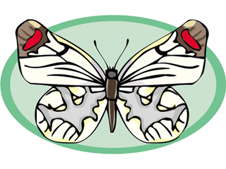 Butterflies graphics