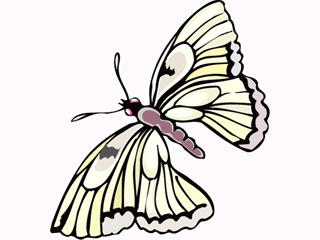 Butterflies graphics
