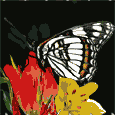 Butterflies graphics