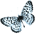 Butterflies graphics