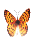 Butterflies graphics
