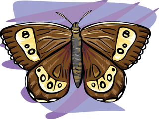 Butterflies graphics