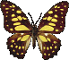 Butterflies graphics