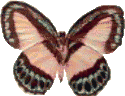 Butterflies graphics