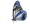 Butterflies graphics