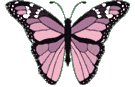 Butterflies graphics