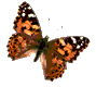 Butterflies graphics