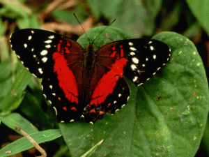 Butterflies graphics