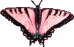 Butterflies graphics