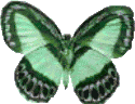 Butterflies graphics