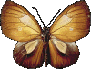 Butterflies graphics