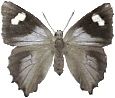 Butterflies graphics