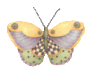 Butterflies graphics