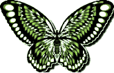 Butterflies graphics