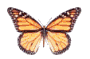 Butterflies graphics