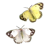 Butterflies graphics