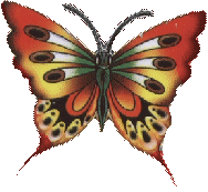 Butterflies graphics