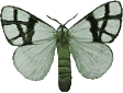 Butterflies graphics