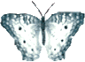 Butterflies graphics