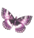 Butterflies graphics