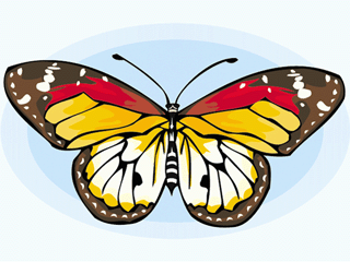 Butterflies graphics