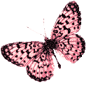 Butterflies graphics