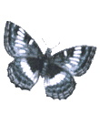 Butterflies graphics