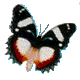 Butterflies graphics