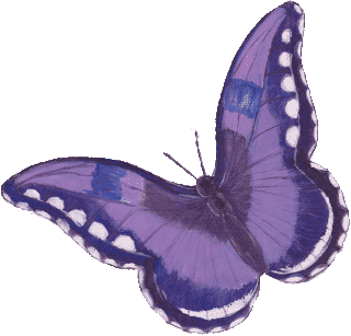 Butterflies graphics