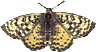 Butterflies graphics