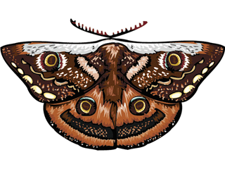 Butterflies graphics