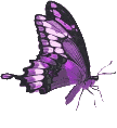 Butterflies graphics