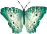 Butterflies graphics