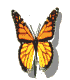 Butterflies graphics