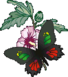 Butterflies graphics
