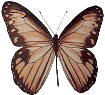 Butterflies graphics