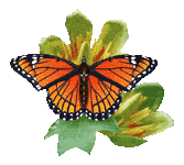 Butterflies graphics