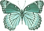 Butterflies graphics