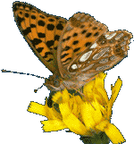 Butterflies graphics