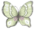 Butterflies graphics