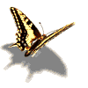 Butterflies graphics