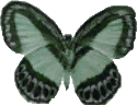 Butterflies graphics