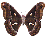 Butterflies graphics