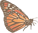 Butterflies graphics