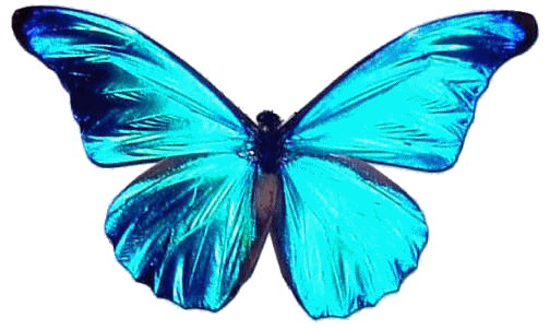 Butterflies graphics