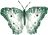 Butterflies graphics