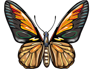 Butterflies graphics
