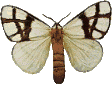 Butterflies graphics