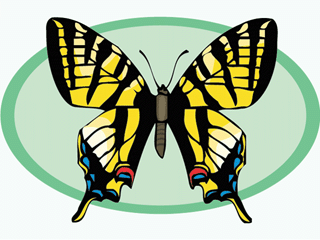 Butterflies graphics